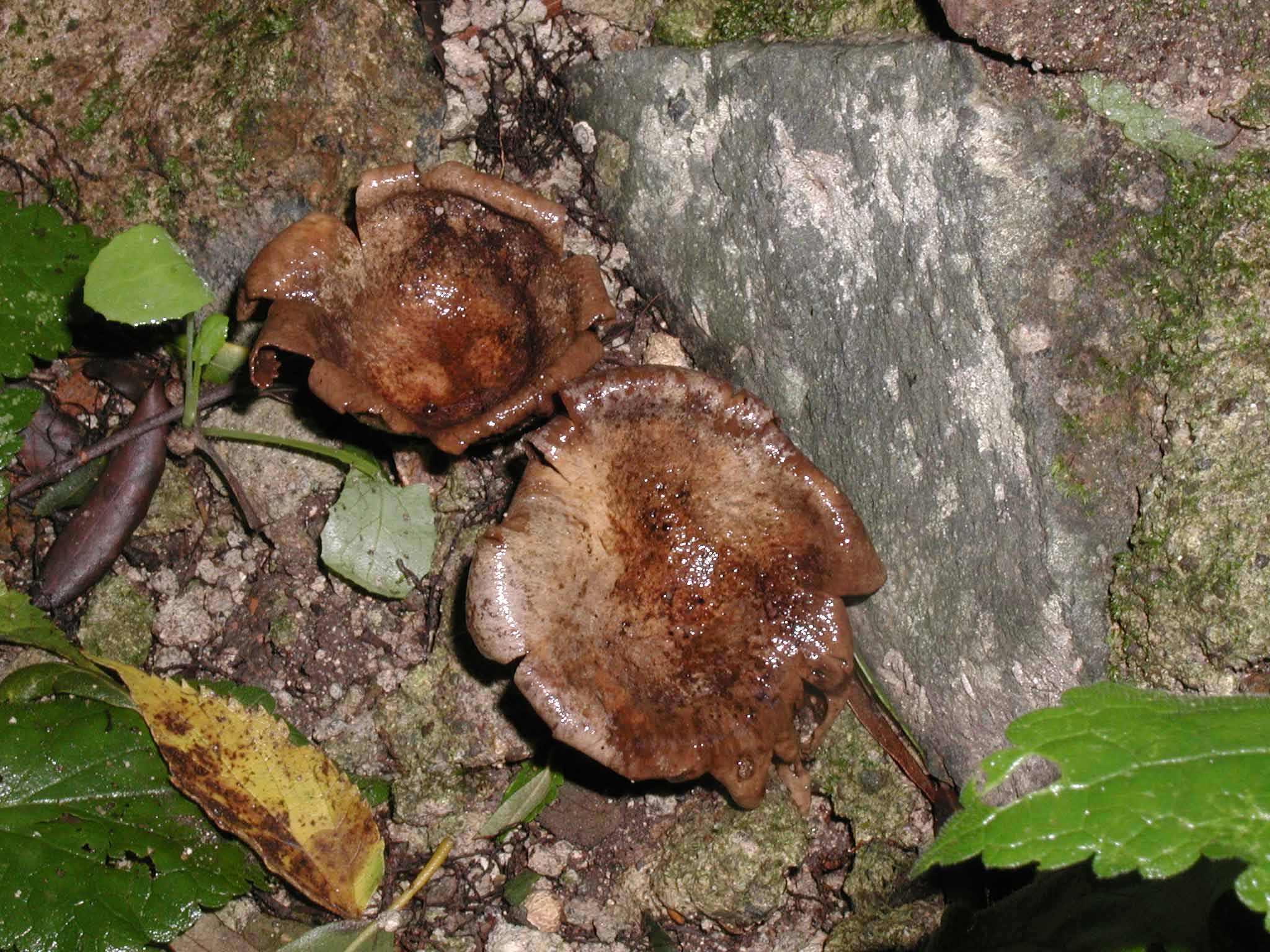 Aiuto per determinazione